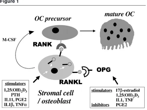 Figure 1expressed by osteoblast/stromal cells, and the ratio ofthese products may modulate the ability of these cells to