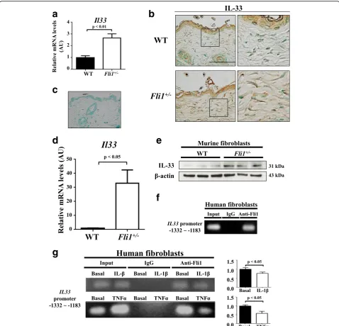 Fig. 2 Friend leukemia virus integration 1 (Fli1) regulates the expression of interleukin (IL)-33 in dermal fibroblasts.andcontrol group is expressed as mean ± SEM.anti-IL-33 antibody in the skin of WT mice under a physiological condition.promoter by Fli1 