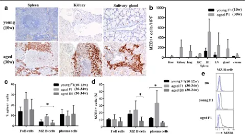 Fig. 3 Splenic marginal zone B cells and plasma cells show elevated MZB1 levels in aged lupus-prone mice