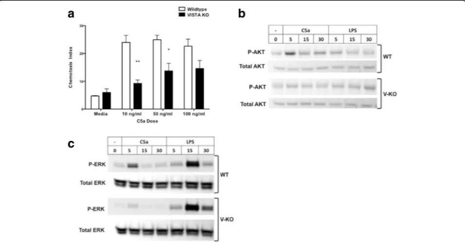 Fig. 5 Reduced chemotactic and signal transduction responses to C5a in BMDM cells from V-KO mice