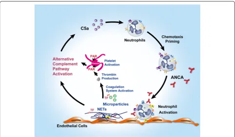 Fig. 5 The proposed cross-talk mechanism among ANCA, neutrophils, complement, and platelets in the pathogenesis of AAV