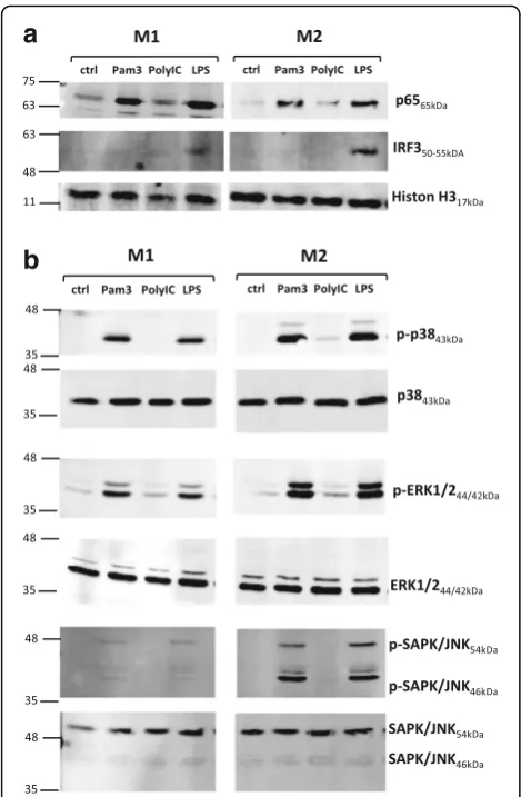 Fig. 5 NF-κB, mitogen-activated protein kinase, and interferon regulatoryfactor 3 activation in M1- and M2-polarized macrophages followingToll-like receptor ligand exposure