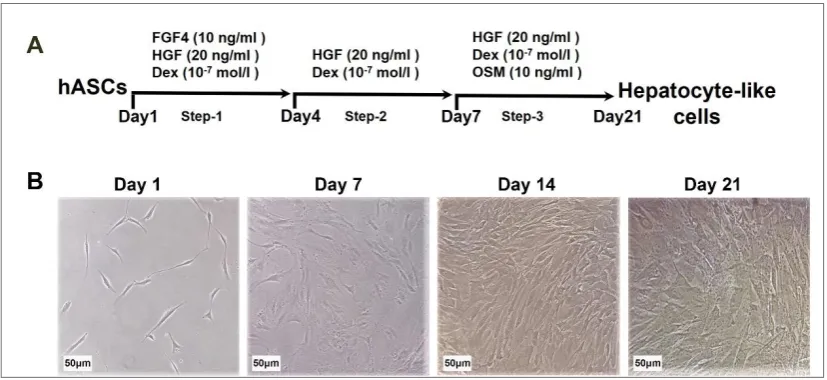 Fig. 1. Hepatic differentiation of hASCs. A: Schematic representation of the hepatic differentiation protocol