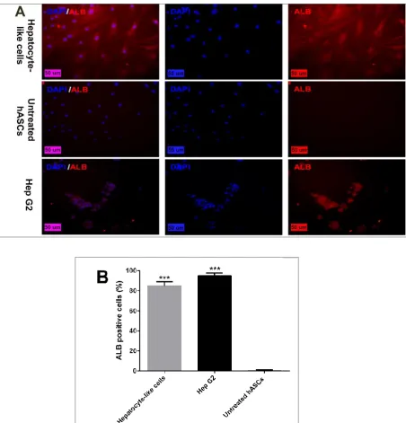 Fig. 4. Immunofluorescence staining of albumin. A: More intensive staining was detected for albumin in hepatocyte-like cells compared to the untreated cells