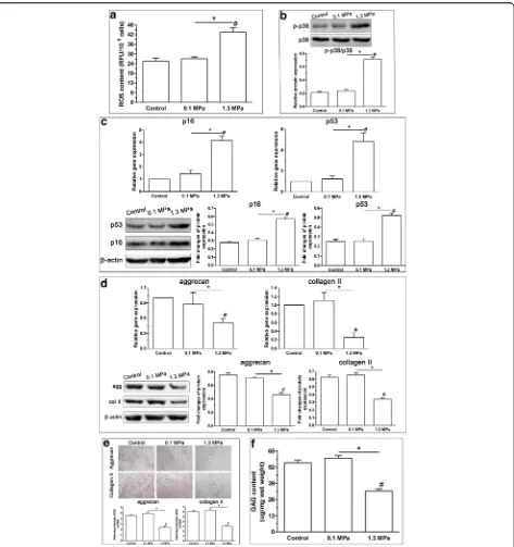 Fig. 8 Effects of high compression on reactive oxygen species (ROS) generation, p38 MAPK activity, senescence phenotype and matrixhomeostatic phenotype of nucleus pulposus (NP) cells in rat disc organ culture
