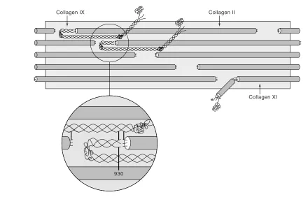 Figure 2Collagen IX