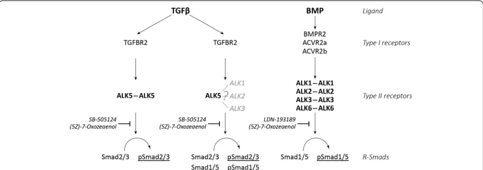 Fig. 5 Schematic overview of transforming growth factor β (TGFβ)-induced Smad signaling versus bone morphogenic protein (BMP)-inducedSmad signaling in cartilage and the effects of small molecule inhibitors