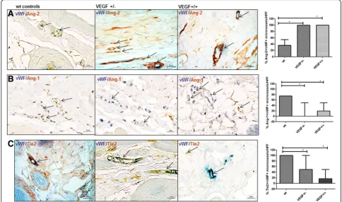 Fig. 4 Expression of Ang/Tie2 in dermal microvessels of VEGF tg mice. Overall, the changes in VEGF tg mice reflected the changes observed inVEGF +/- and VEGF+/+ tg mice showed a lower percentage of Ang-1 (with controls