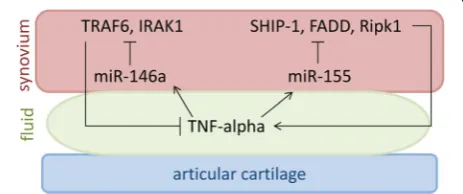 Fig. 1 TNF-promote inflammation and increase TNF-miR-146a downregulates TNF receptor associated factor 6 (IL-1 receptor associated kinase 1 (decrease TNF-joint space of patients with RA and increased in EVs released byα in the joint fluid stimulates FLS to