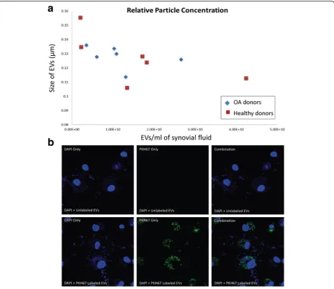 Fig. 3 abetween EVs from OA patients and EVs from normal patients.chondrocytes treated with DAPI and PKH67-labeled EVs.combination of DAPI and PKH67 labeling