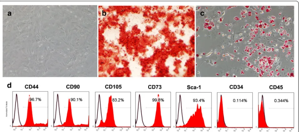 Fig. 1 GMSC characterization. a Cell culture of passage 3. Original magnification × 40