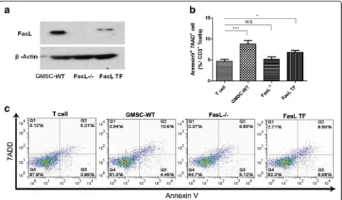 Fig. 3 In vitro co-culture system confirmed that FasL expression affects the immunomodulatory properties of GMSC