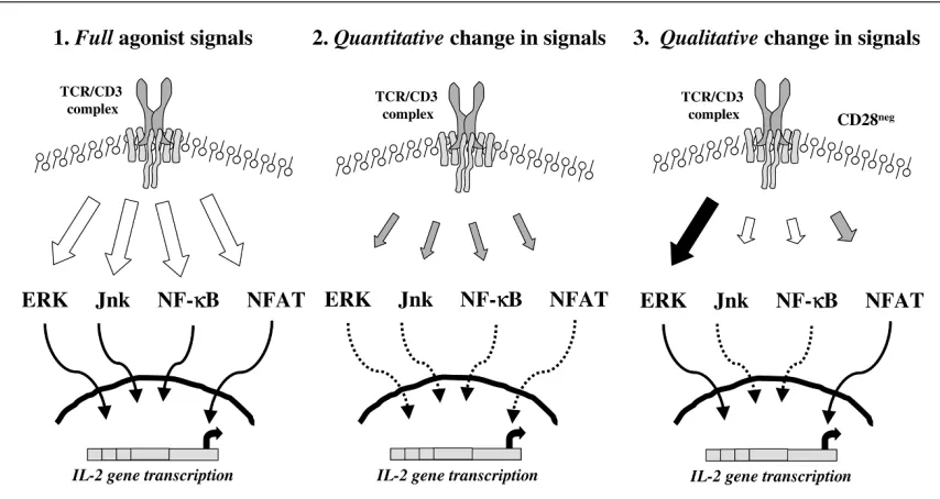 Figure 7TCR signal transduction pathways. Engagement and stabilisation of TCR/CD3 complexes leads to a membrane-proximal cascade of tyrosinephosphorylation events that ultimately lead to the activation of kinases and transcription factors directly involved
