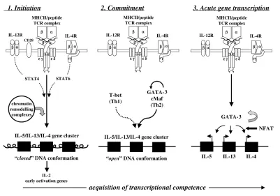Figure 1Acquisition of transcriptional competence during differentiation of T helper cells