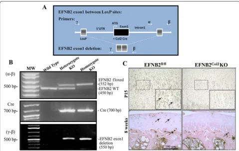 Fig. 1 Genetically modified mice harboring a cartilage-specific deletion of ephrin-B2 (EFNB2) were generated using the Cre Lox methodology.a Schematic representation of the EFNB2 knockout construct and primer design for the LoxP insertion in the EFNB2 gene