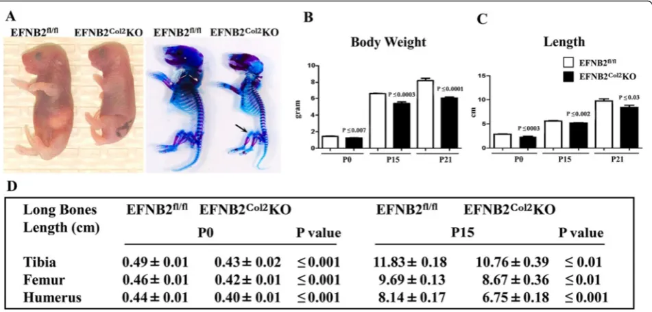 Fig. 2 Macroscopy and morphological assessments of male ephrin-B2 (EFNB2)fl/fl and EFNB2Col2knockout (KO) cartilage conditional mice