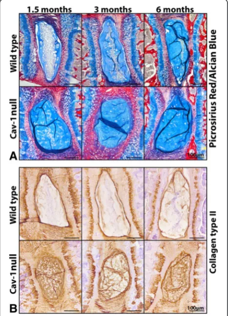 Fig. 3 Disialoganglioside 2 (GD2) and Tie2 expression is increased incaveolin-1 (Cav-1)-null mice