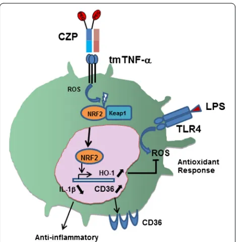Figure 6 depicts our data and our current view of reversesignaling induced by CZP. Our current study describesmonocytes, may contribute to the therapeutic effects ofantioxidant response induced by anti-TNF-induced re-verse signaling in monocytes