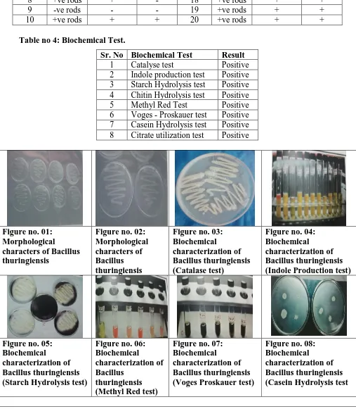 Figure no. 01:  Morphological 