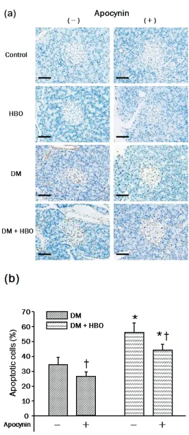 Figure 3. Apoptotic cells detected by Ter-deoxynucleotidyl mediated dUTP nick end labeling (TUNEL) 