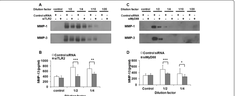 Fig. 6 Synovial fluid-induced matrix metalloproteinase (MMP) expression was suppressed by Toll-like receptor (TLR)-2 and myeloid differentiationfactor 88 (MyD88) knockdown