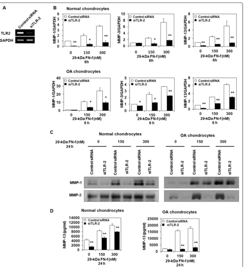 Fig. 2 Small interfering Toll-like receptor 2 (siTLR-2) knockdown of endogenous TLR-2 expression suppresses 29-kDa amino-terminal fibronectinproduction in culture supernatants was determined by enzyme-linked immunosorbent assay
