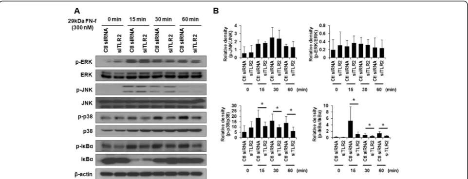Fig. 4 Small interfering Toll-like receptor 2 (siTLR-2) knockdown of endogenous TLR-2 expression inhibits 29-kDa amino-terminal fibronectinfragment (29-kDa FN-f)-mediated catabolic pathways in human chondrocytes