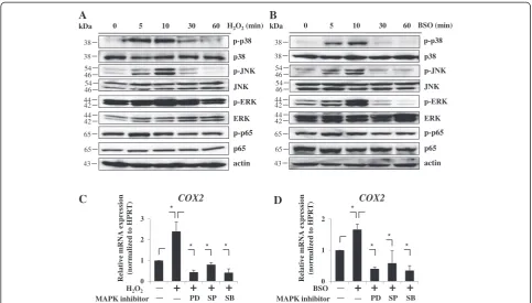 Fig. 3 Downstream signaling of ROS in AF cells. a, b Western blot analysis showed that mitogen-activated protein kinases (MAPKs), including p38,ERK, and JNK, were maximally phosphorylated 10 minutes after treatment with H2O2a and BSO b