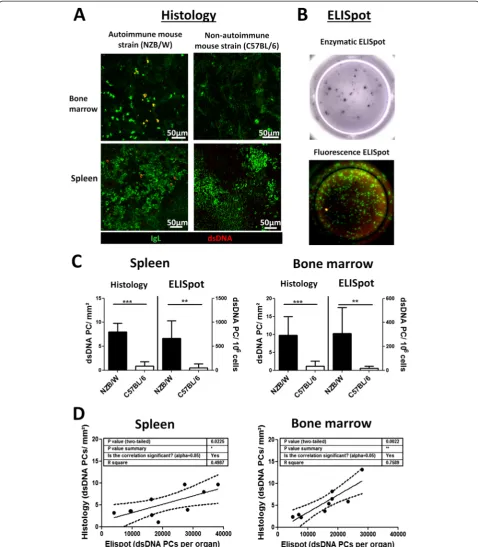Fig. 1 Analysis of double-stranded deoxyribonucleic acid (dsDNA)-specific plasma cells (PCs) by histology and ELISpot.of dsDNA-specific PCs acquired by histology and ELISpot
