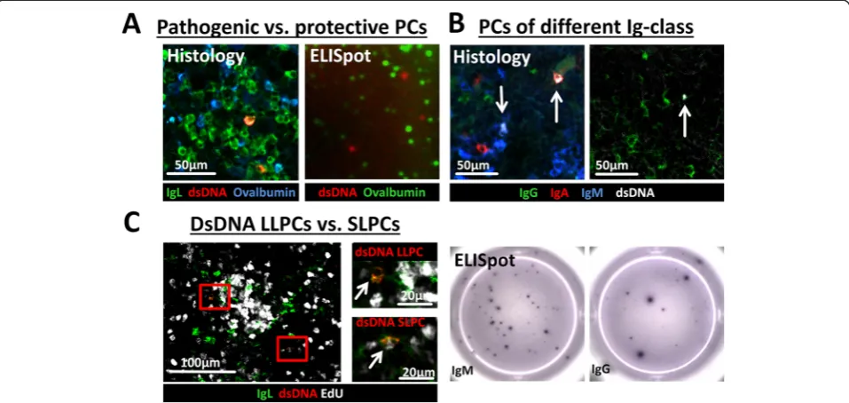 Fig. 2 Parallel analysis of pathogenic (double-stranded deoxyribonucleic acid (dsDNA)-specific) and protective (ovalbumin (Ova)-specific) plasmaproliferation while dsDNA-specific LLPCs did not (specific PCs =depict dsDNA PCs of the IgM (Kryosections from s