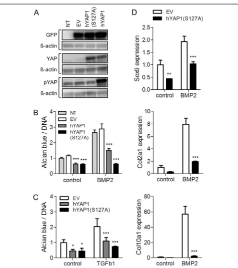 Figure 3 Effect of overexpression of YAP on chondrogenic differentiation of C3H10T1/2 MSCs