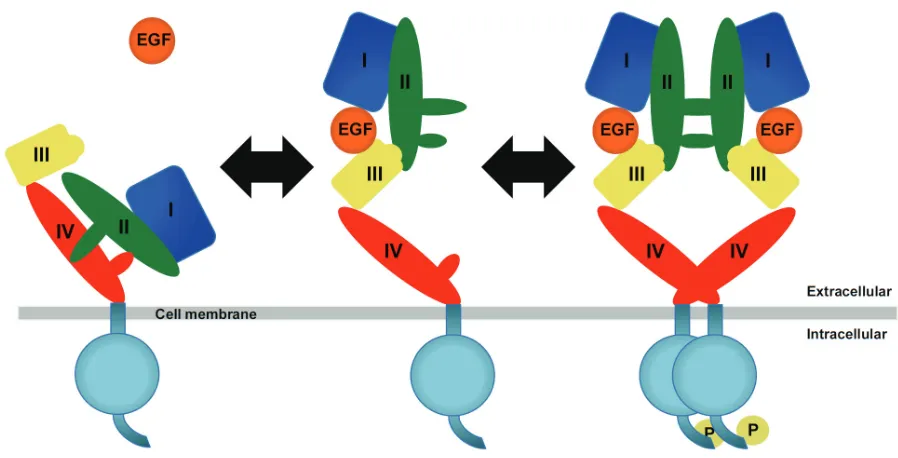 Figure 1. Model structure of the unliganded and liganded epidermal growth factor receptor (EGFR)