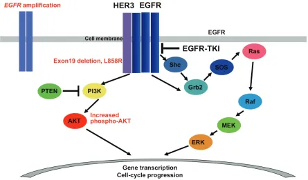Figure 2. Schema of simplified signal transduction pathways through EGFR, and molecular mechanisms associated with sensitivity to EGFR-tyrosine kinase inhibitor (TKI)