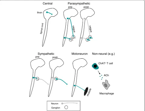 Figure 1 Schematic summary of the types of cholinergic pathway.successive diagrams: (i) central nervous, (ii) preganglionic and postganglionic parasympathetic (cranial and sacral), (iii) preganglionic andpostganglionic sympathetic, (iv) somatic motoneuron 