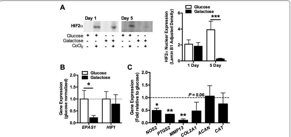 Figure 4 Galactose-induced mitochondrial respiration reduces hypoxia-inducible factor 2α (HIF-2α) expression and signaling