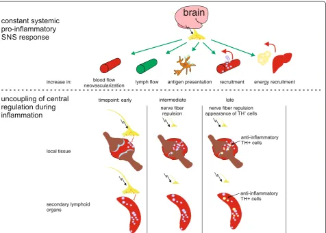 Figure 4 Morphologic adaptation to persistent inflammation. Centrally controlled increase of sympathetic nervous system (SNS) activity is a basicresponse to inflammation