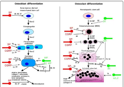 Figure 2 Neurotransmitters/neuropeptides influence bone homeostasis via their receptors.peptide (VIP), substance P (SP), and calcitonin gene-related peptide (CGRP) affect bone formation and bone resorption by modulating osteogenesisand osteoclastogenesis i