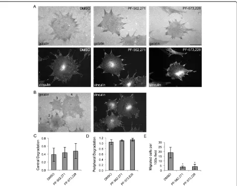 Figure 3 Focal adhesion kinase inhibitors do not alter focal matrix degradation, but do reduce migration of rheumatoid synovialfibroblasts