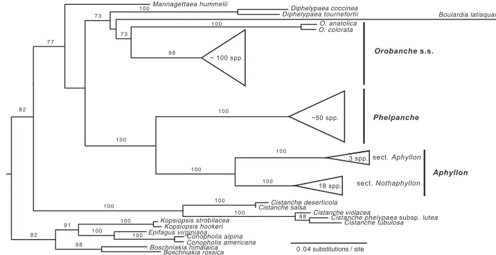 Figure 1. Maximum likelihood (ML) phylogram of Aphyllon and related holoparasite species inferred from 3 nuclear DNA loci (ITS, phytochrome A and phytochrome B)