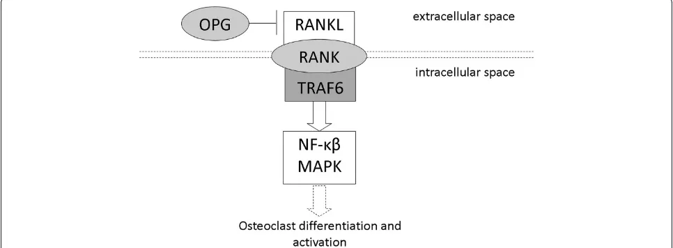 Figure 1 Schematic presentation of the OPG/RANK/RANKL/TRAF6 pathway in osteoclasts. The RANK signaling cascade is initiated uponthe binding of RANKL to the extracellular domain of RANK which panes the signal along to TRAF6