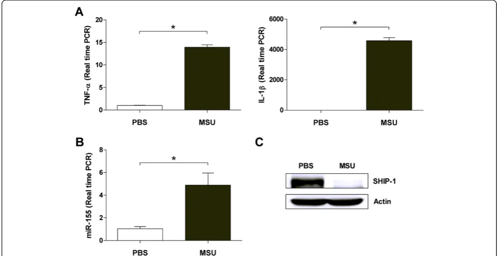 Figure 4 Involvement of miR-155 as ascertained in the mouse gout peritonitis model.mRNA expression of TNF-phosphatase-1 (SHIP-1) protein level was suppressed on western blot analysis