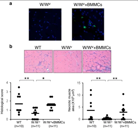 Figure 6 Restoration of C protein-induced myositis (CIM) in W/Wv mice engrafted with mast cells