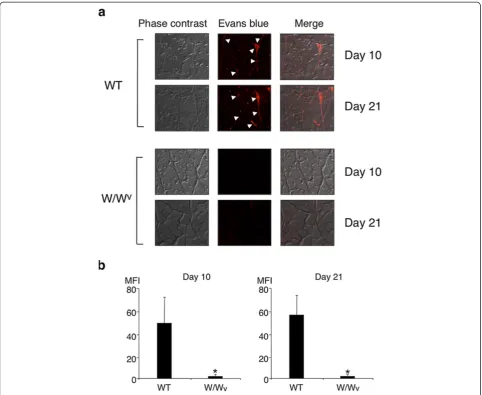 Figure 7 Vascular leakage in skeletal muscle in wild-type (WT) mice and W/Wv mice upon C protein-induced myositis (CIM) induction.CIM was induced in WT mice and W/Wv mice, and at 10 and 21 days after the induction, Evans blue leakage in skeletal muscle was
