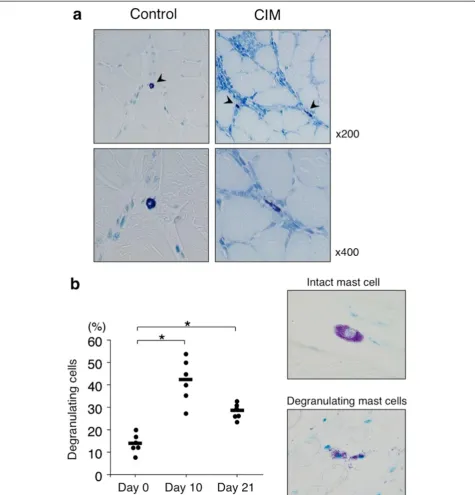 Figure 2 Histological analysis of skeletal muscle in mice with C protein-induced myositis (CIM)