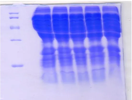 Figure 1:-  Dendrogram showing the UPGMA showing genetic relationship among five accessions of cajanus cajan  based on Jaccards similarity , estimates of protein profiling