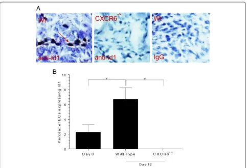 Figure 6 Id1 expression is elevated in Wt, but not CXCR6−/− K/BxN serum-induced mice. Wild type (Wt) and CXCR6−/− mice were inducedwith K/BxN serum and joint tissue sections were immunostained for Id1
