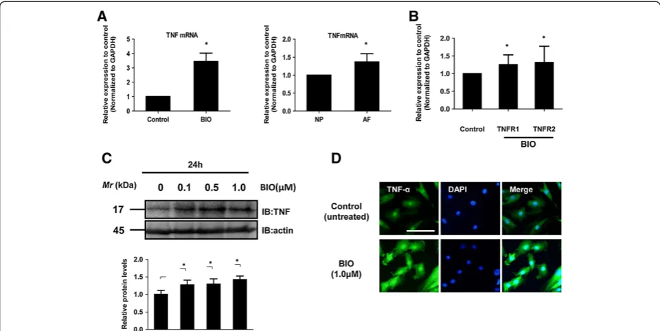 Figure 2 Wnt signaling enhanced the expression of theexpression after exposure of nucleus pulposus cells to BIO (1.0activation after treatment of nucleus pulposus cells with varying concentrations of BIO (0.0 to 1.0by immunofluorescence microscopy