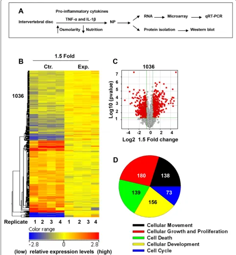 Figure 1 (A) Schematic showing disc organ culture setup. Culturing discs under low pO2, in hyperosmolar, nutritionally limiting media withexposure to proinflammatory cytokines mimics the molecular changes characteristic of disc degeneration
