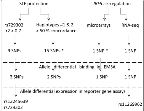 Figure 1 Experimental design of the search for new functional polymorphisms inselected on the basis of correlation with systemic lupus erythematosus (SLE) protection or prominent role isfunctional screen by electrophoretic mobility shift assay (EMSA) was a