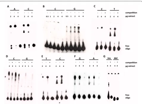 Figure 3 Sevennuclear extracts, and the specificity of the bands was checked by competition with unlabeled oligonucleotides in 200-fold excess